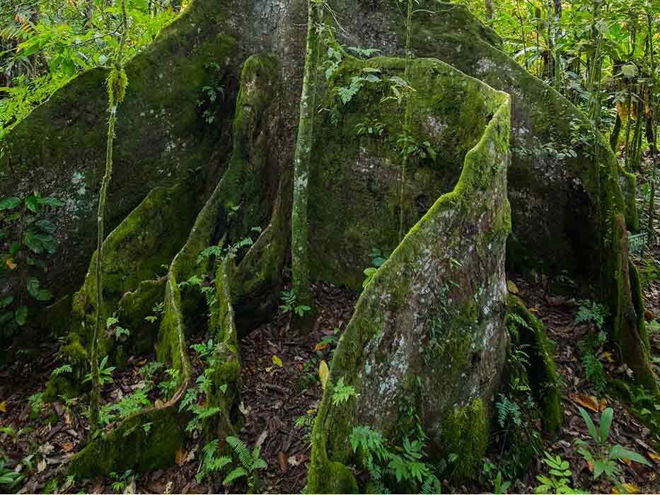 Picture of Ma Tree Walk
