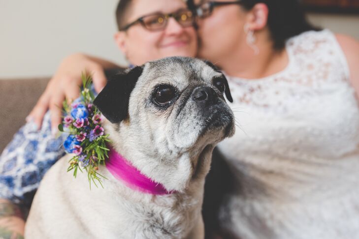 Pug with Boutonniere and Pink Collar