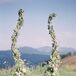 Organic Fresh Flower Ceremony Backdrop