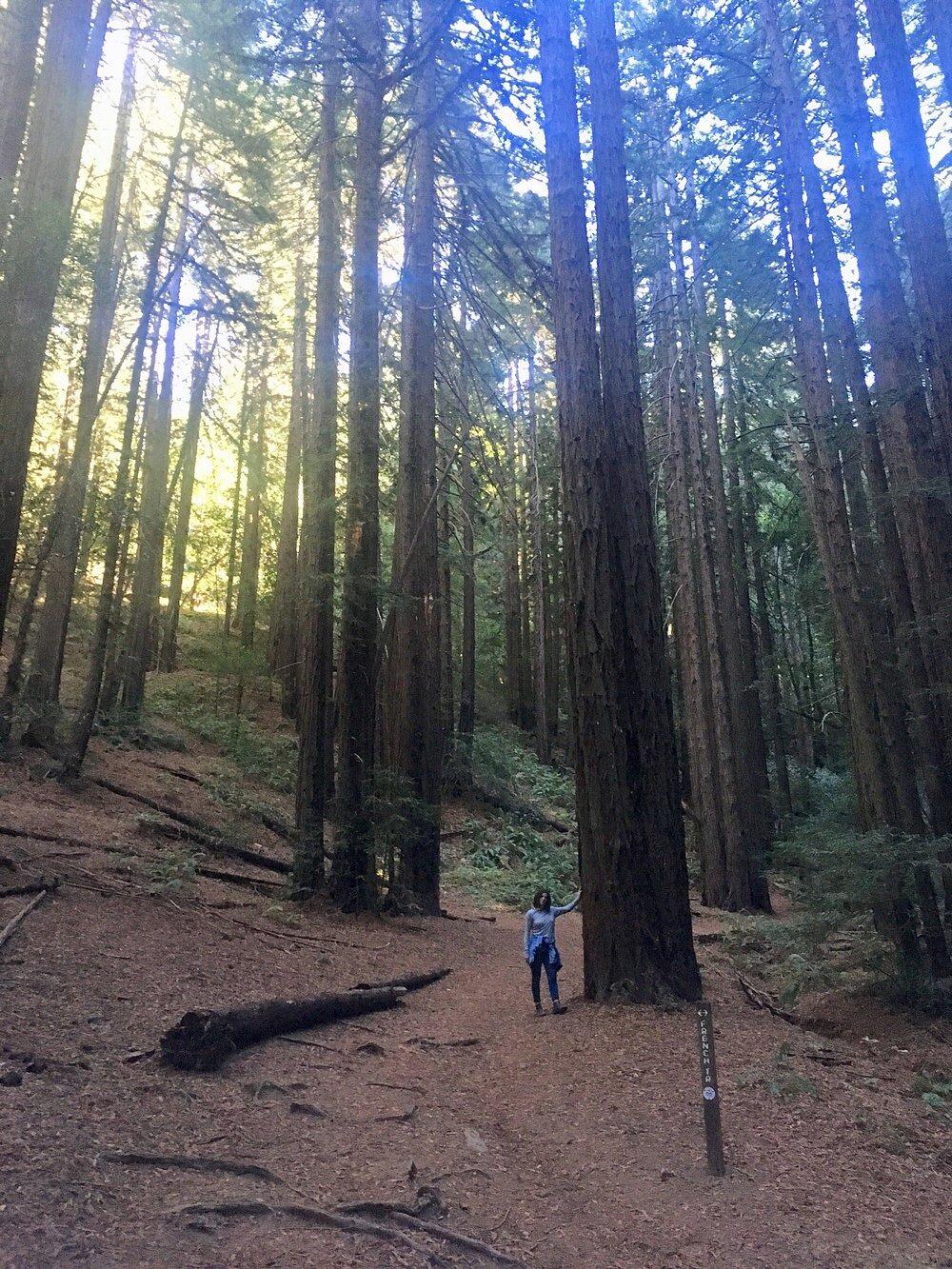 Picture of Reinhardt Redwood Regional Park