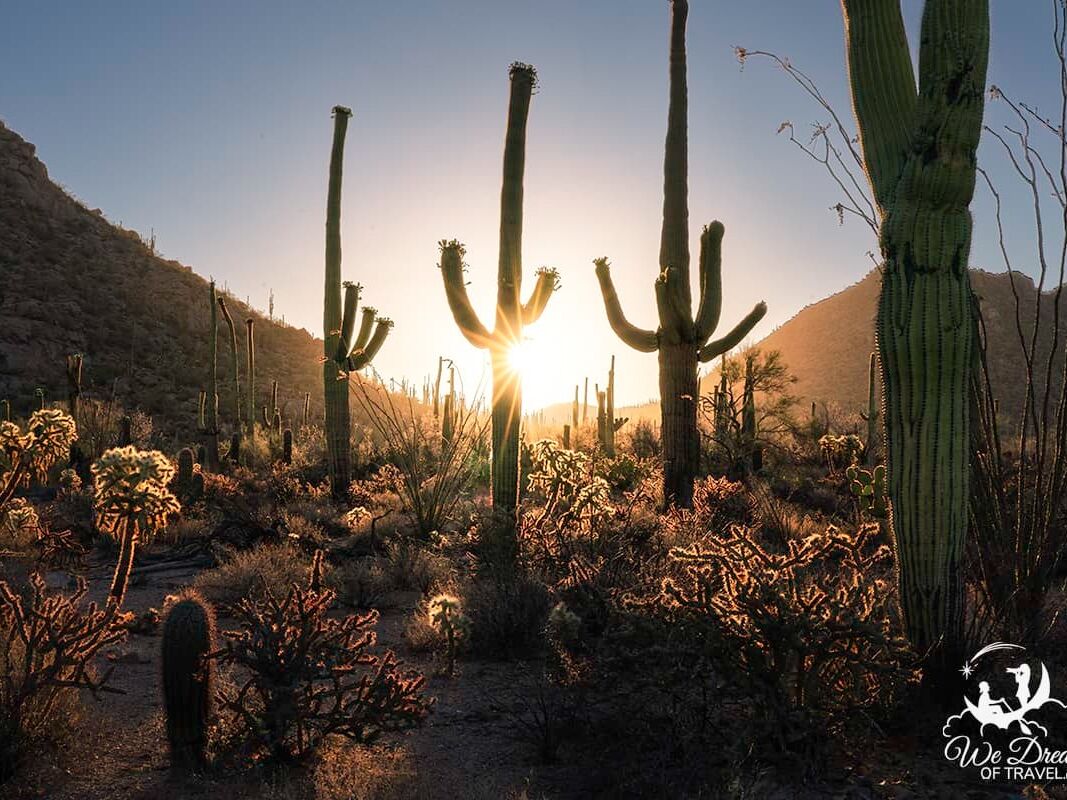 Picture of Saguaro National Park