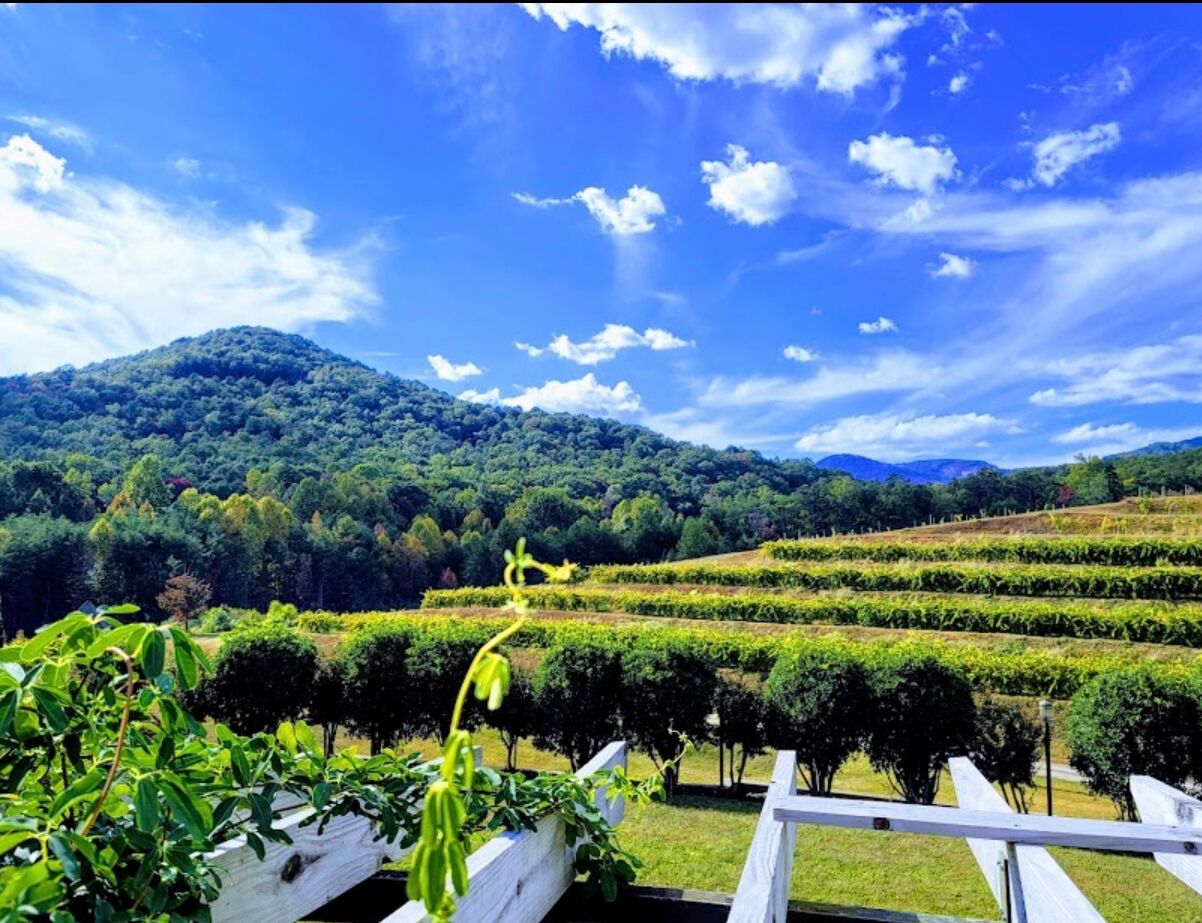 Picture of Victoria Valley Vineyards