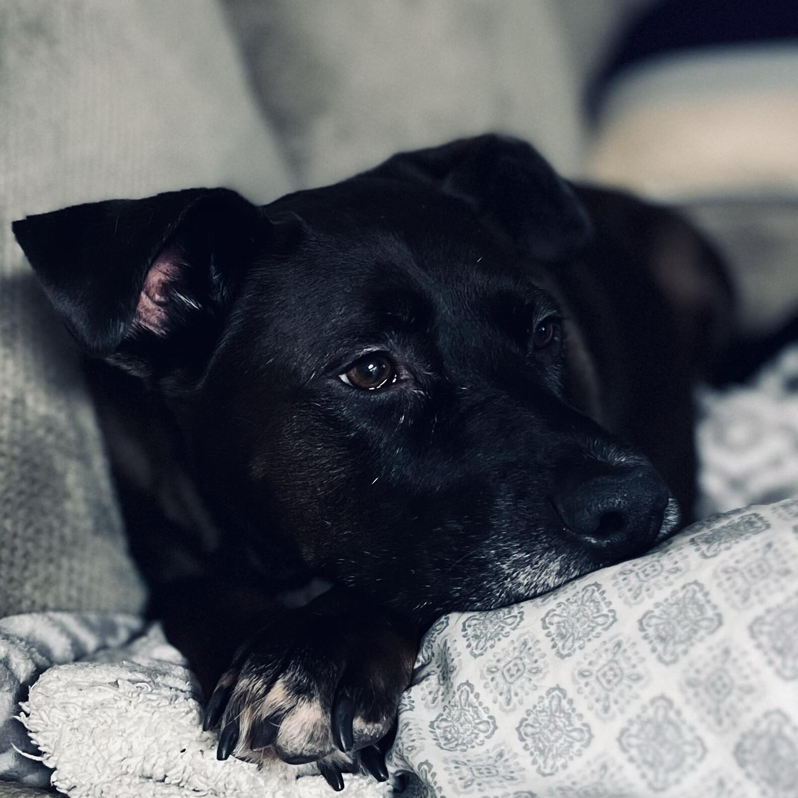 Mushu