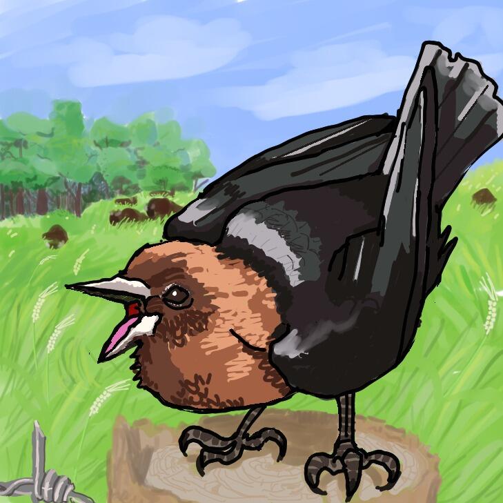 Picture of Daiquiri Kline | Table 24 Brown-headed Cowbird