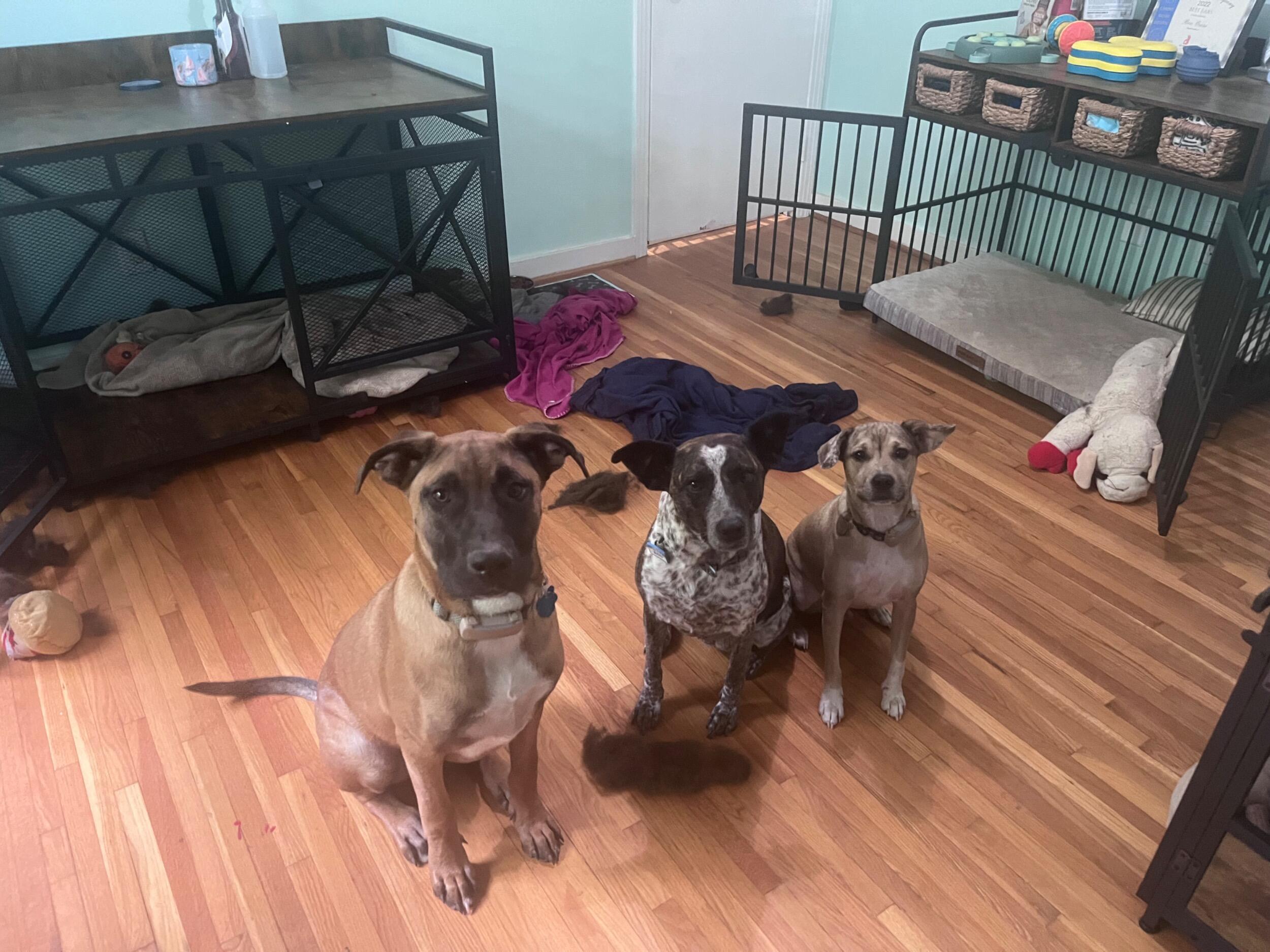 They acquired two more dogs: Dobby and Grumpy and bought their first house! 