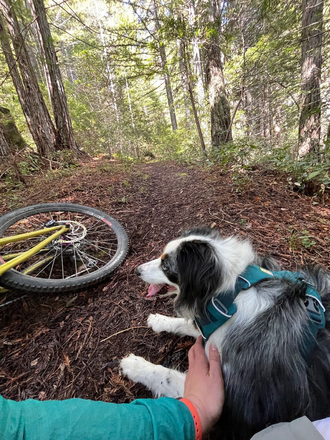 Picture of Mountain Biking!!