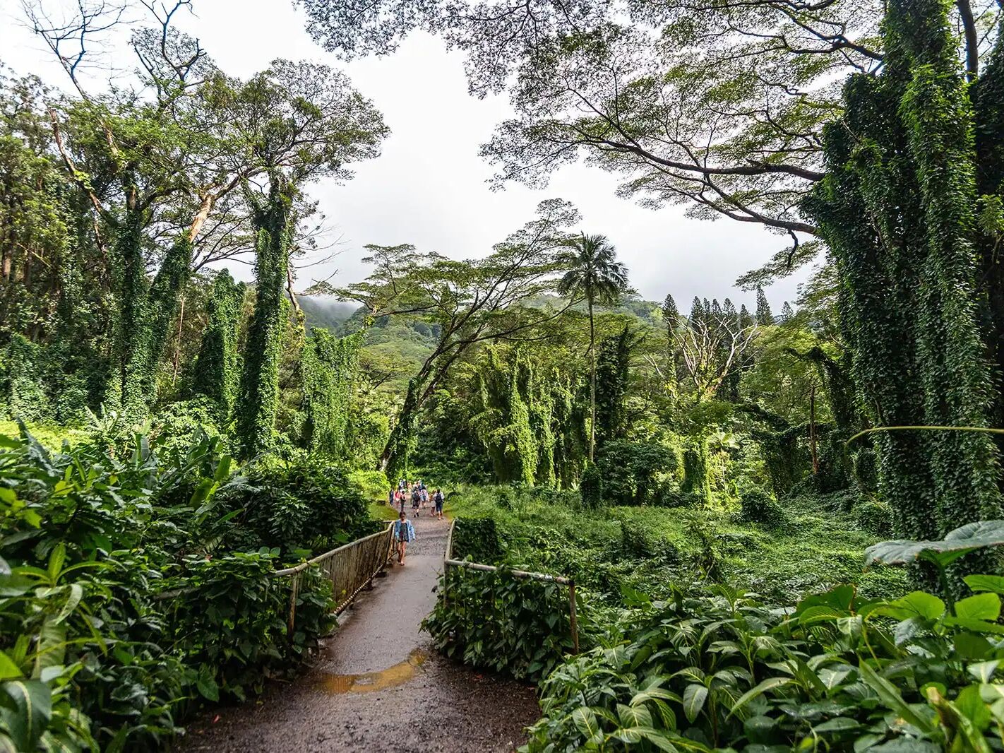 Picture of Mānoa Falls Trail