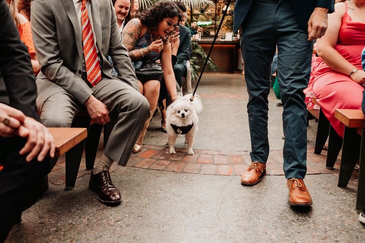 Groomsmen Walking Couple's Small Pet Dog Down the Aisle, Guests Greeting Him