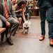 Groomsmen Walking Couple's Small Pet Dog Down the Aisle, Guests Greeting Him