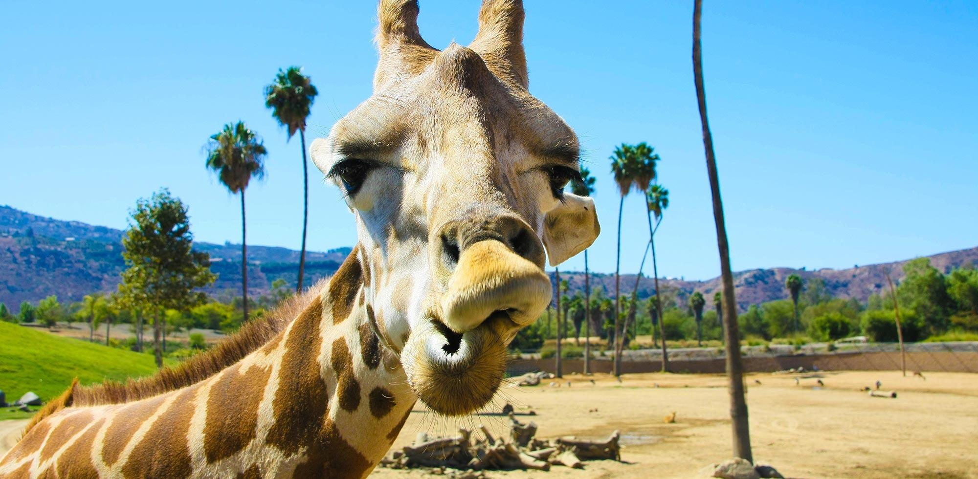 Picture of San Diego Zoo