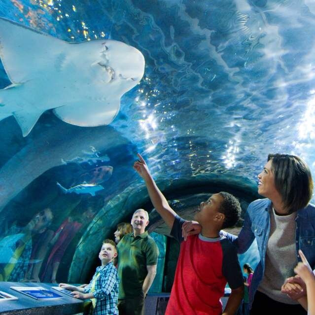 Picture of Newport Aquarium