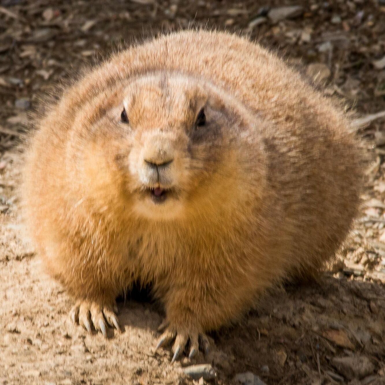Picture of Lehigh Valley Zoo