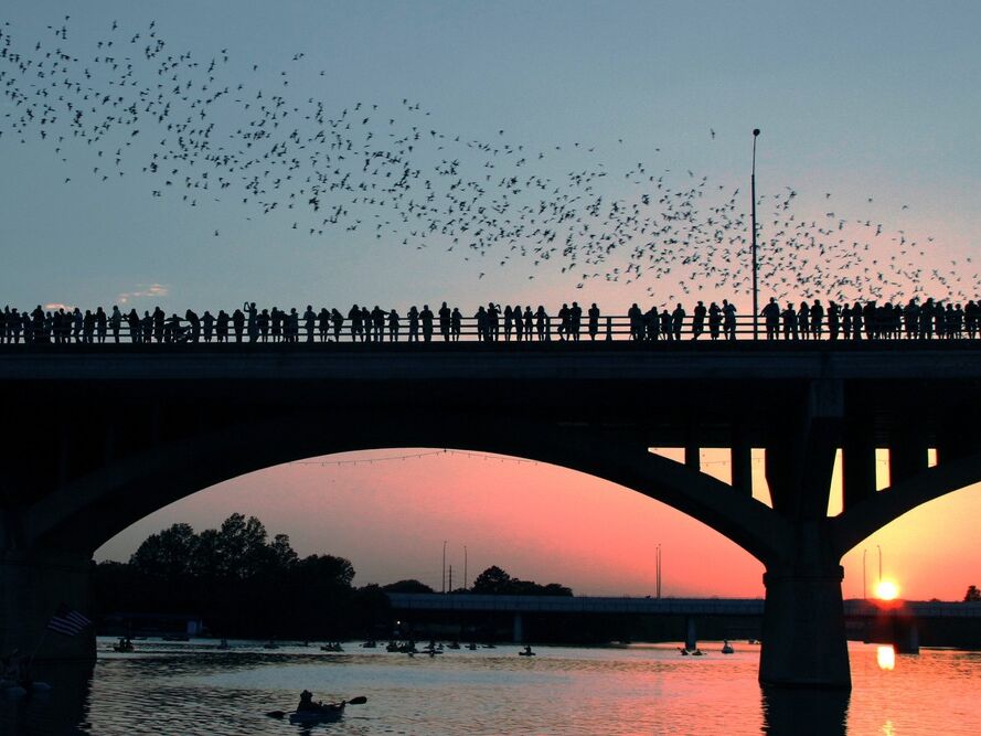 Picture of See the Bats