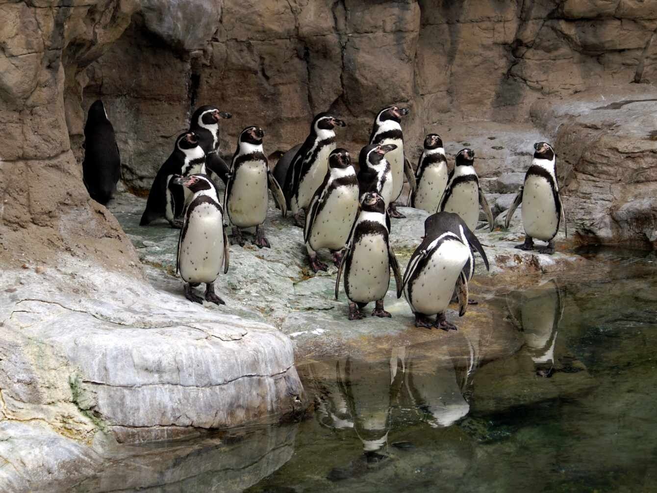 Picture of Saint Louis Zoo