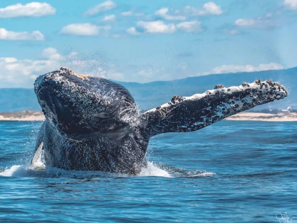 Picture of Discovery Whale Watch