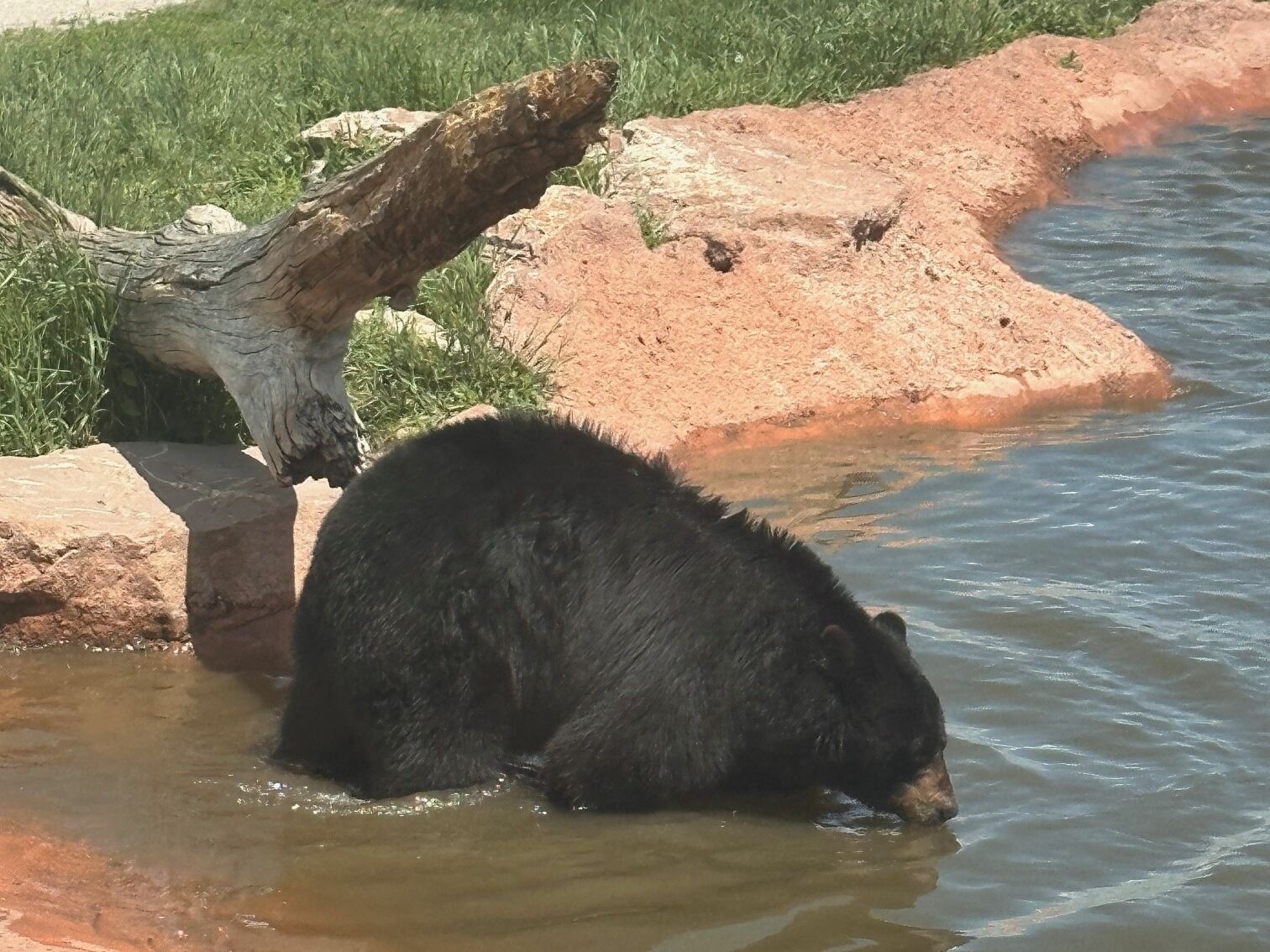 Picture of Bear Country USA
