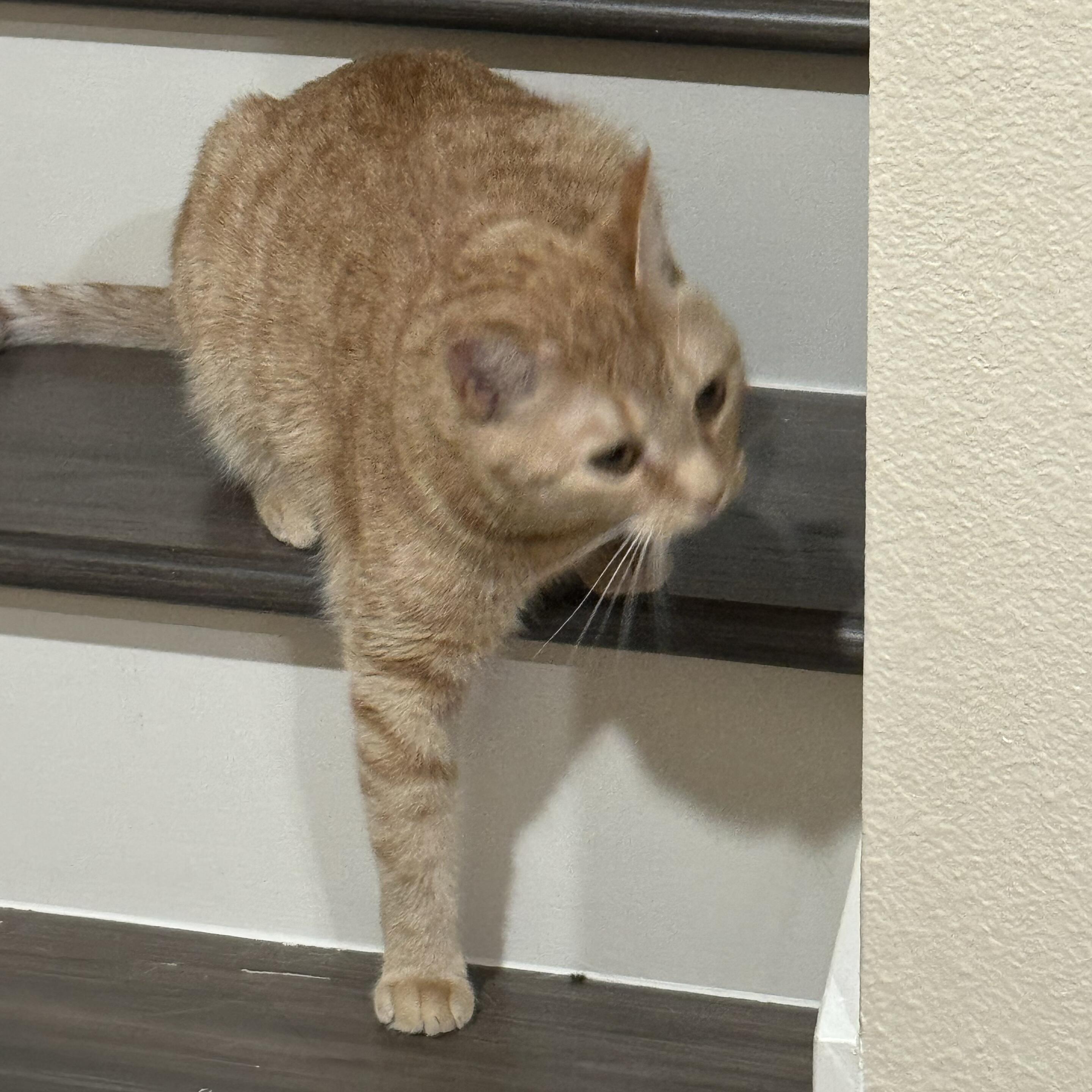 Winston