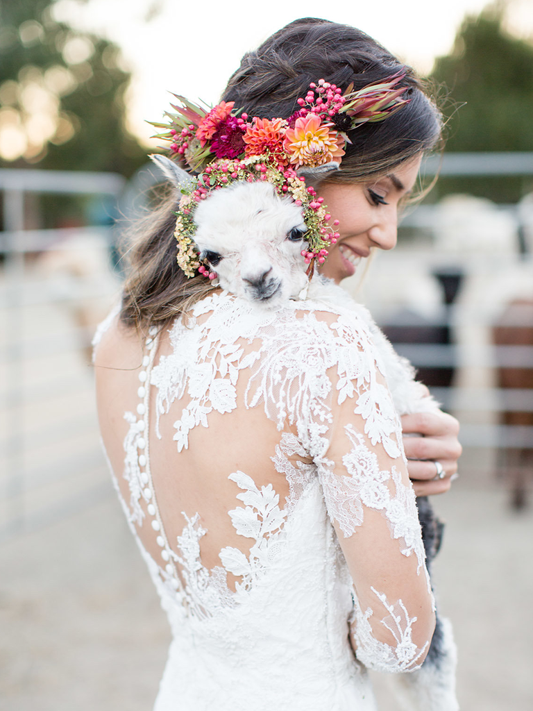 wedding alpaca farm outdoor rustic