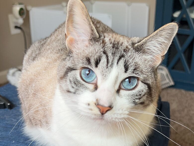 Picture of 2.18.2024 ~ We Adopted Mahko!! 🐈🐈‍⬛