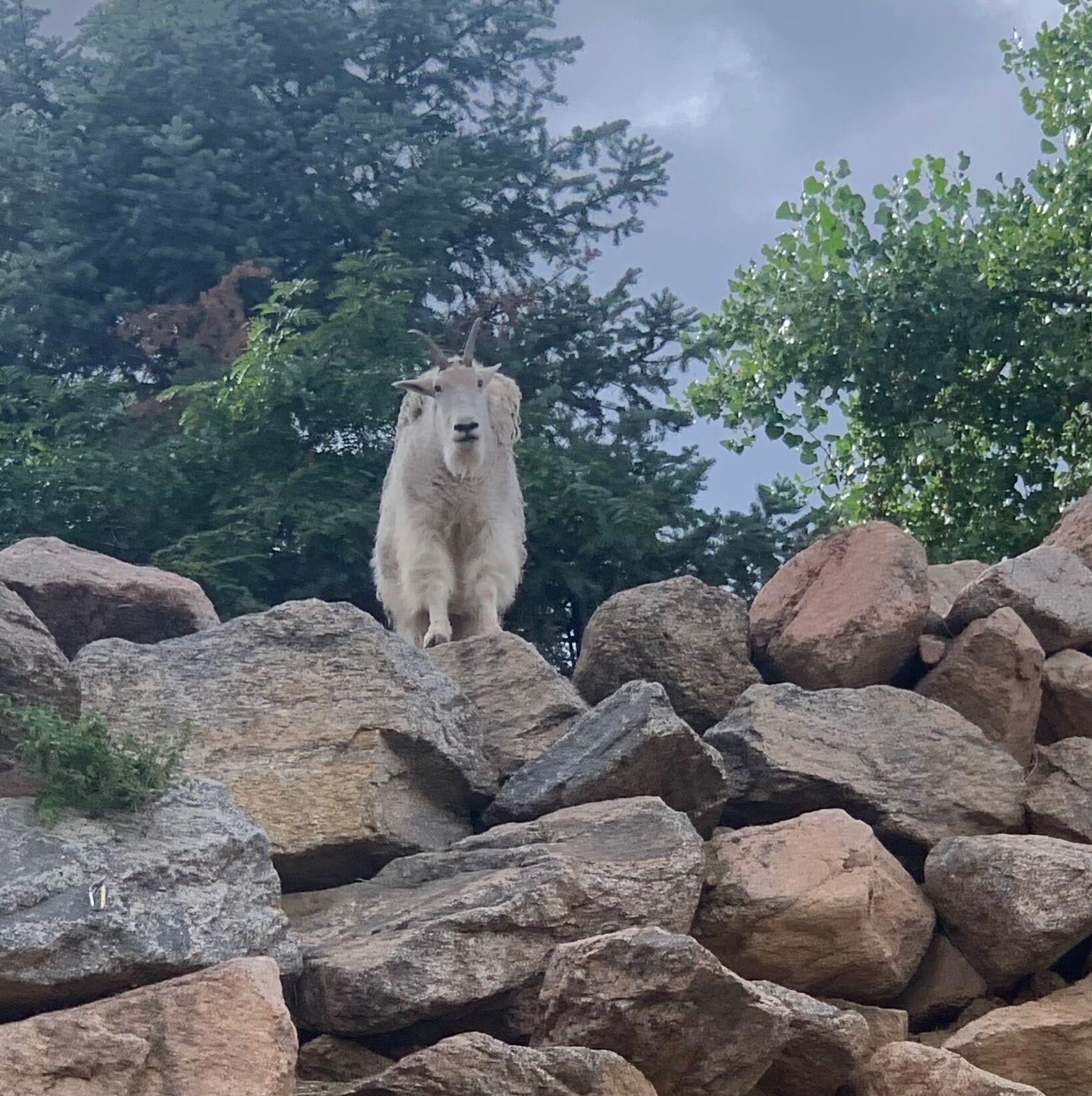 Picture of Cheyenne Mountain Zoo