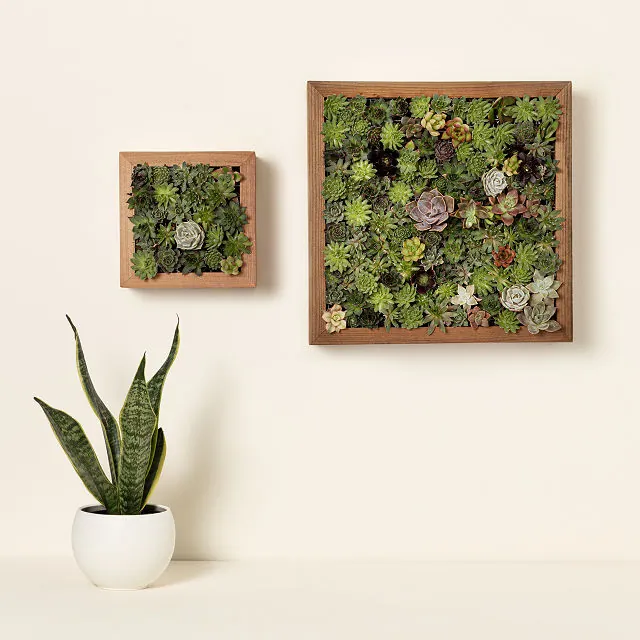 Succulent Grow Kit from Uncommon Goods for the best 15th wedding anniversary