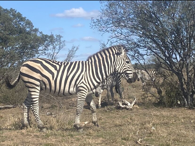 Picture of Laredo Safari Wildlife Park