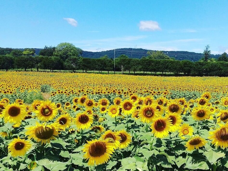 Picture of Burnside Farms