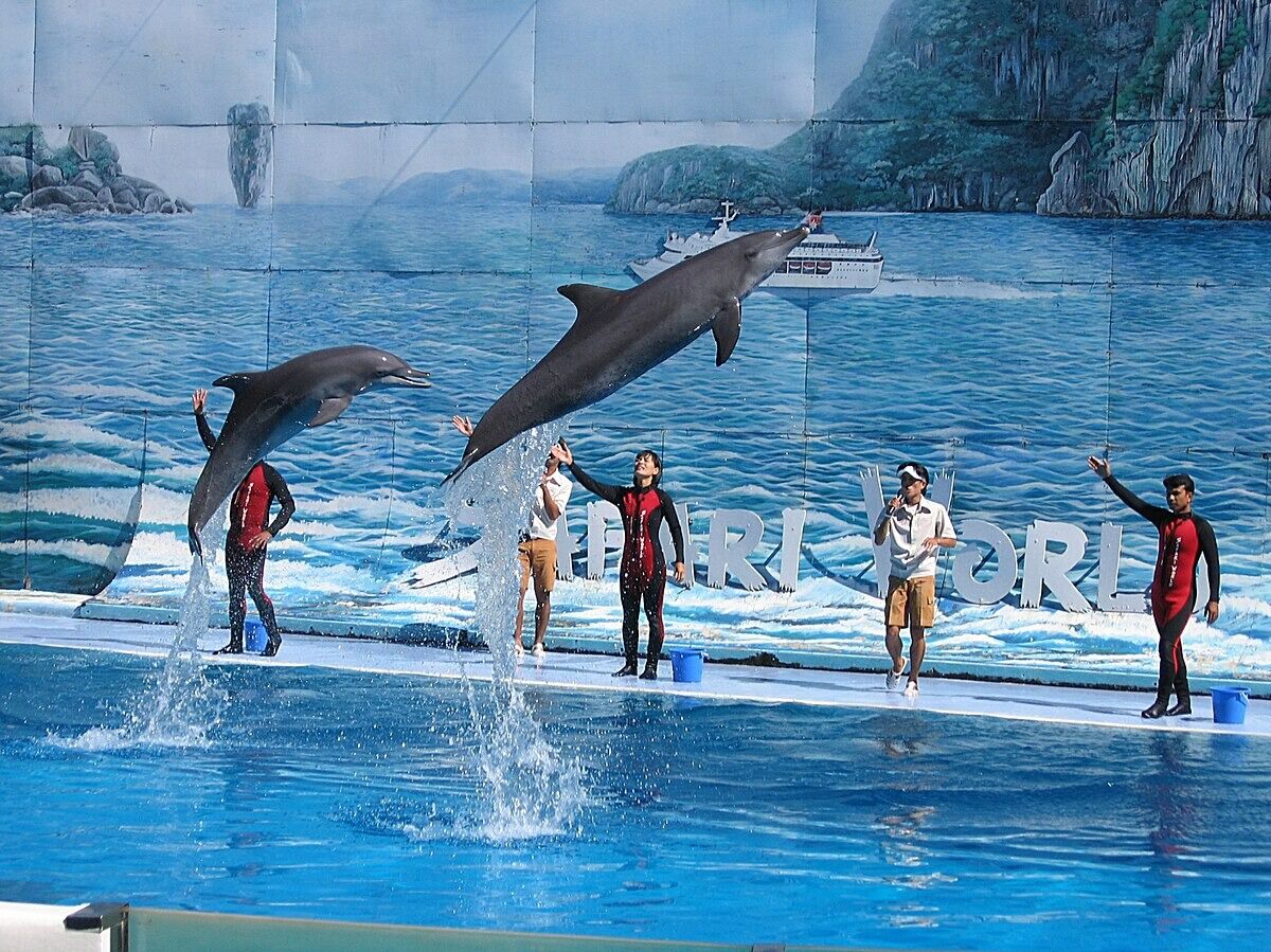 Picture of Dolphin Show