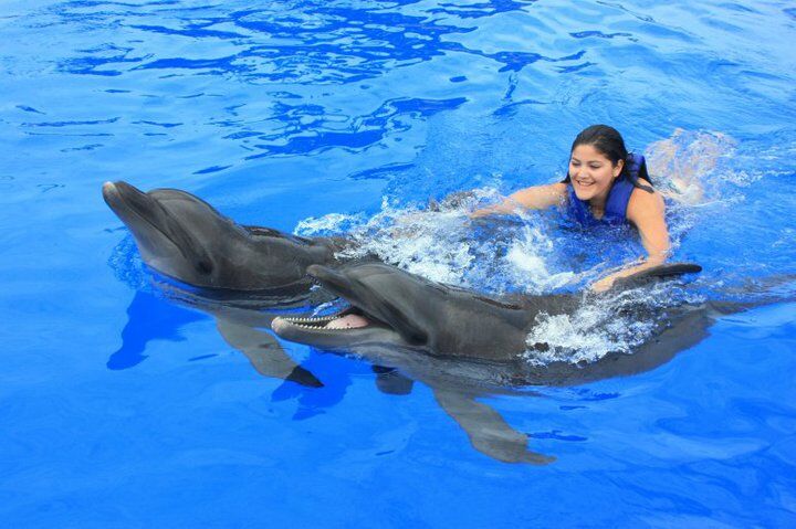 Picture of Swim with Dolphins