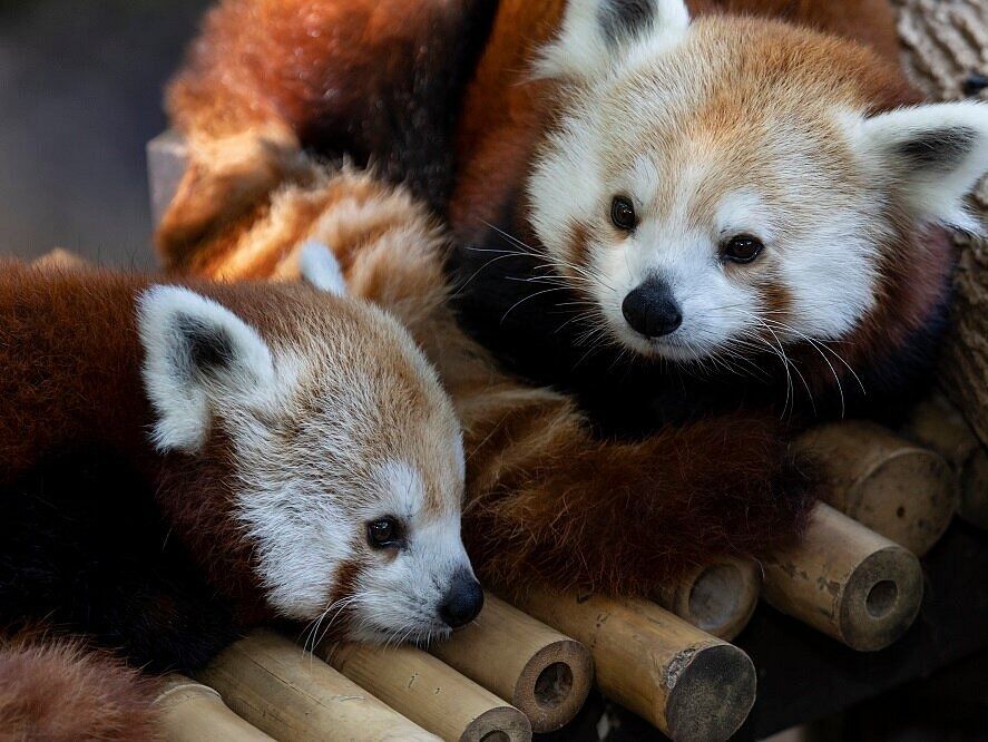 Picture of Zoo Atlanta