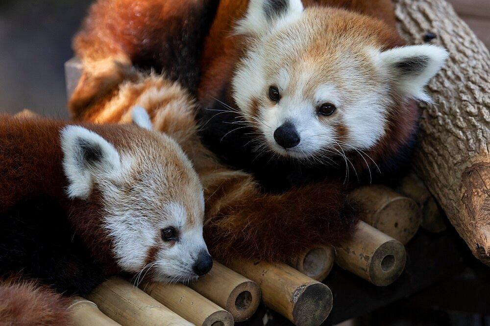 Picture of Zoo Atlanta