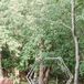 Hexagon Ceremony Altar Arch for Woodland Wedding in Saugatuck, Michigan