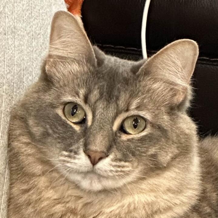 Mochi