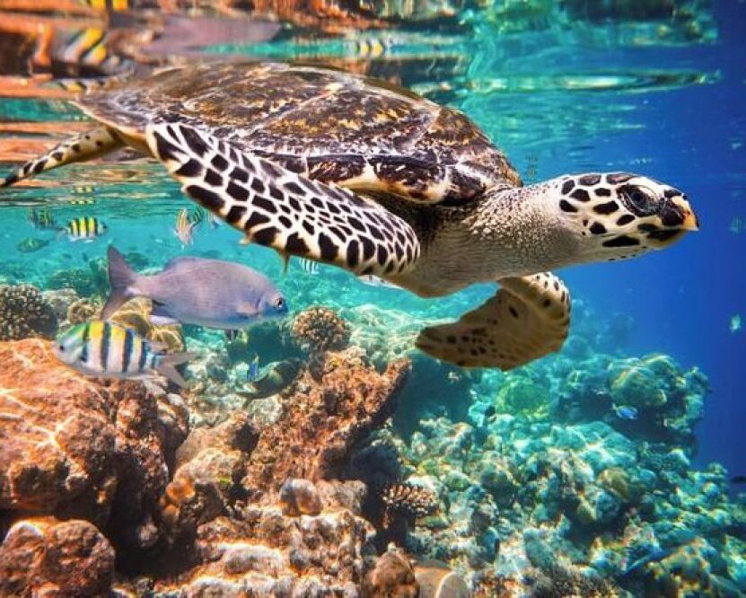 Picture of Snorkeling 
