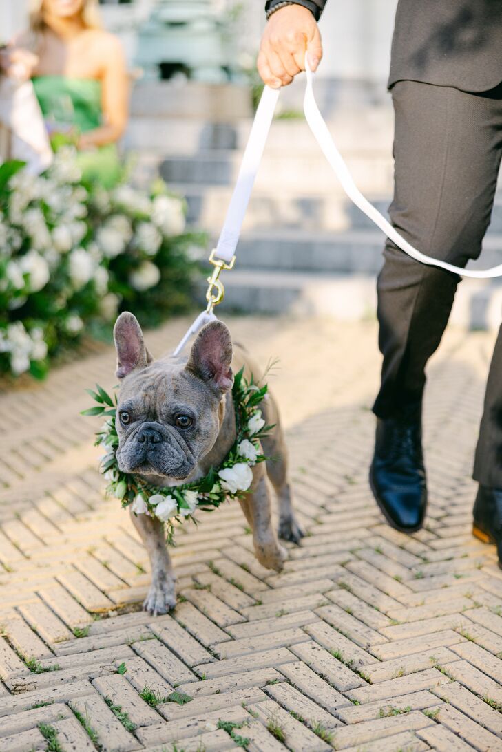 French Bulldog Pet Walking Down the Aisle With Flower Wreath of Greenery and White