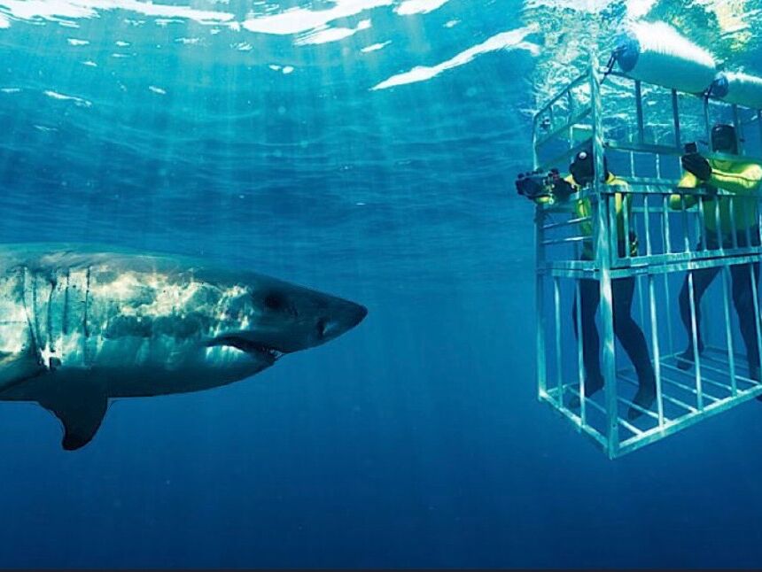 Picture of Shark Cage Diving 