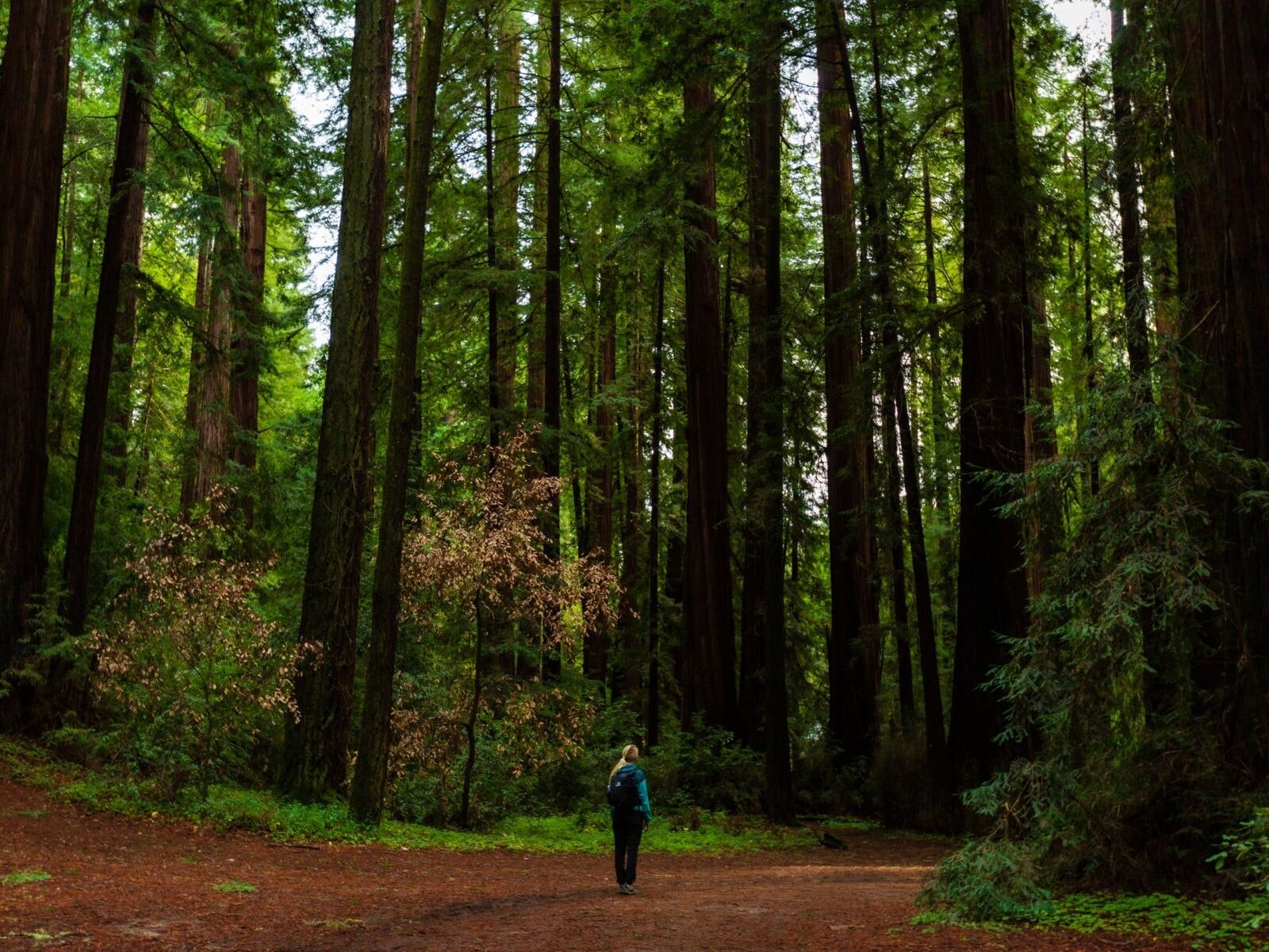 Picture of Henry Cowell Redwoods State Park