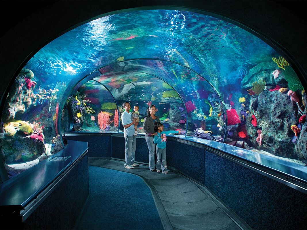 Picture of Ripley's Aquarium of Myrtle Beach
