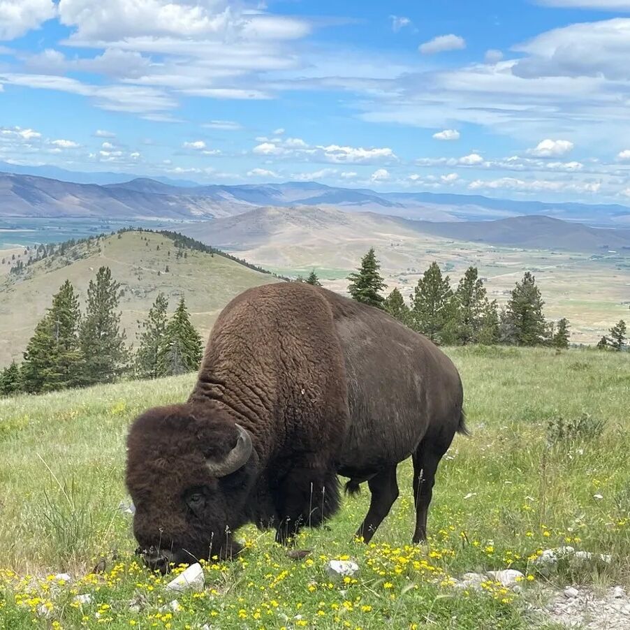 Picture of Flathead Lake & Bison Range Tours 