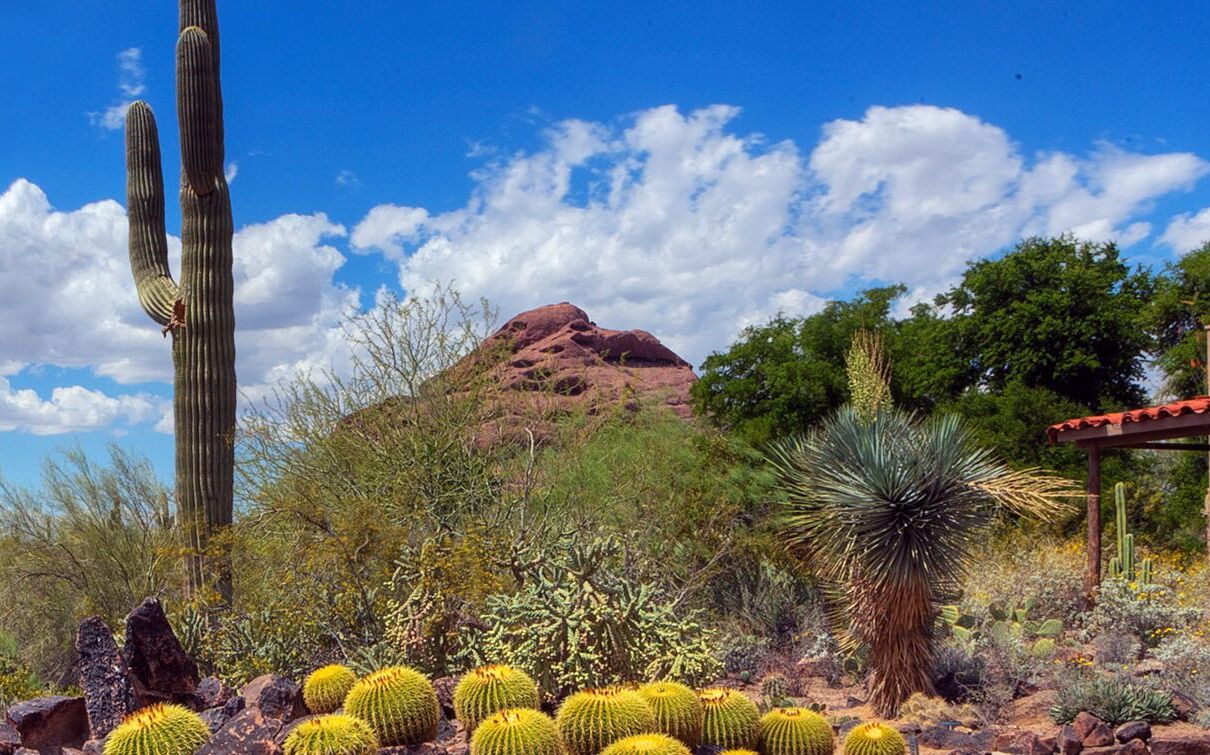 Picture of Visit the Desert Botanical Garden