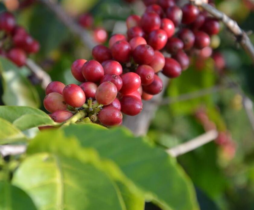 Picture of Mountain Thunder Coffee Plantation-Kona