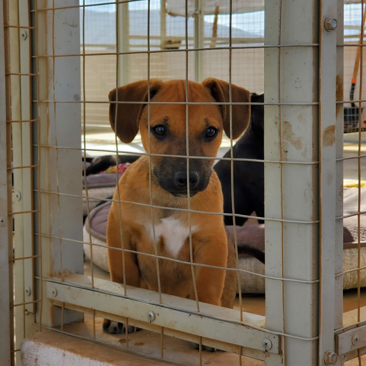 Picture of Cerritos Beach Dogs Café