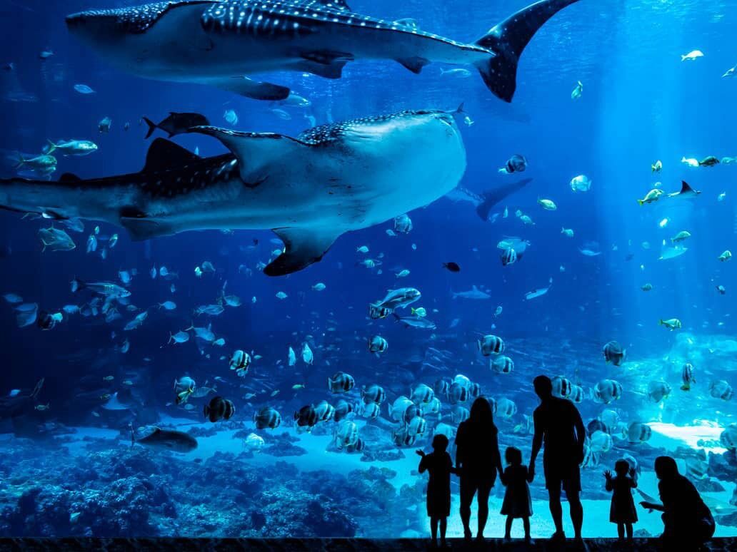 Picture of Georgia Aquarium