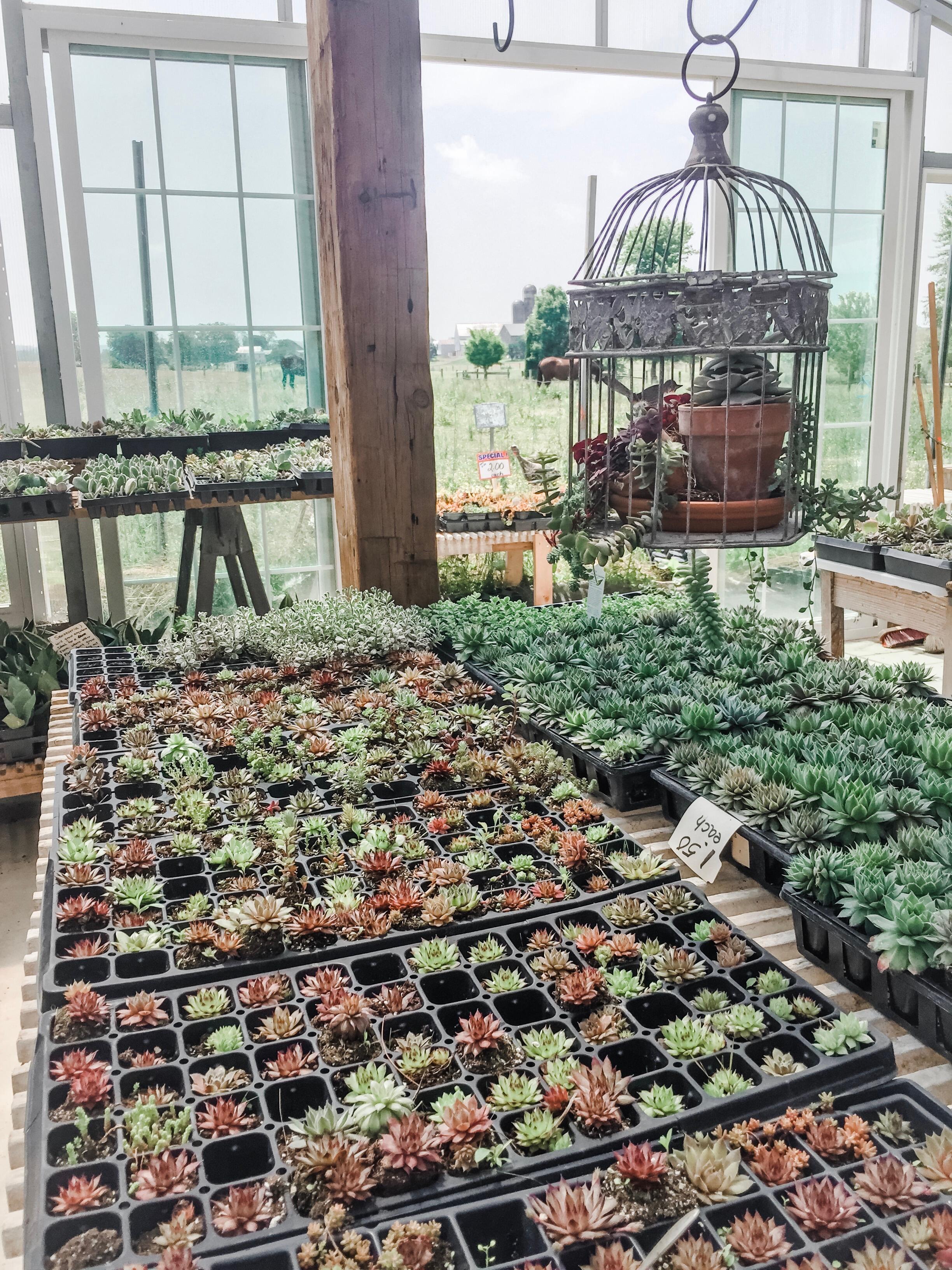 Picture of Country Lane Succulent Plants