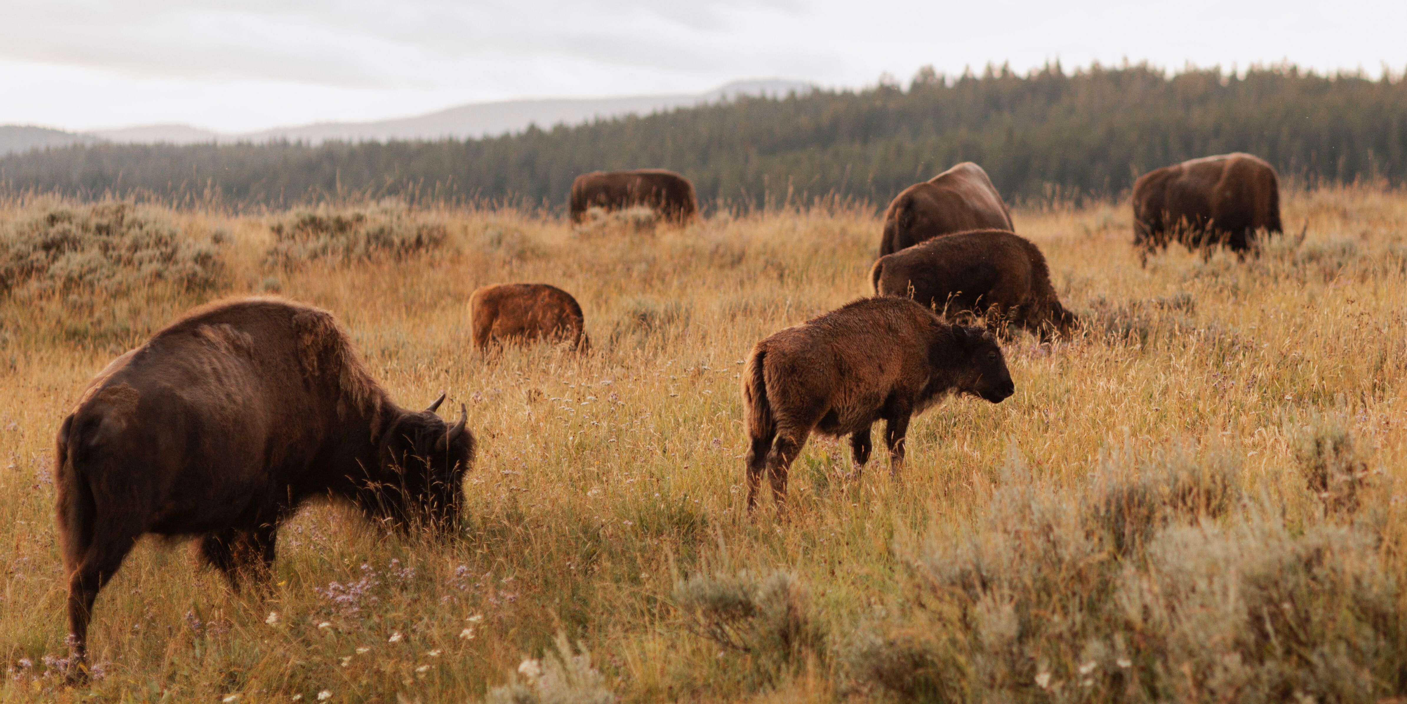 Picture of Yellowstone National Park
