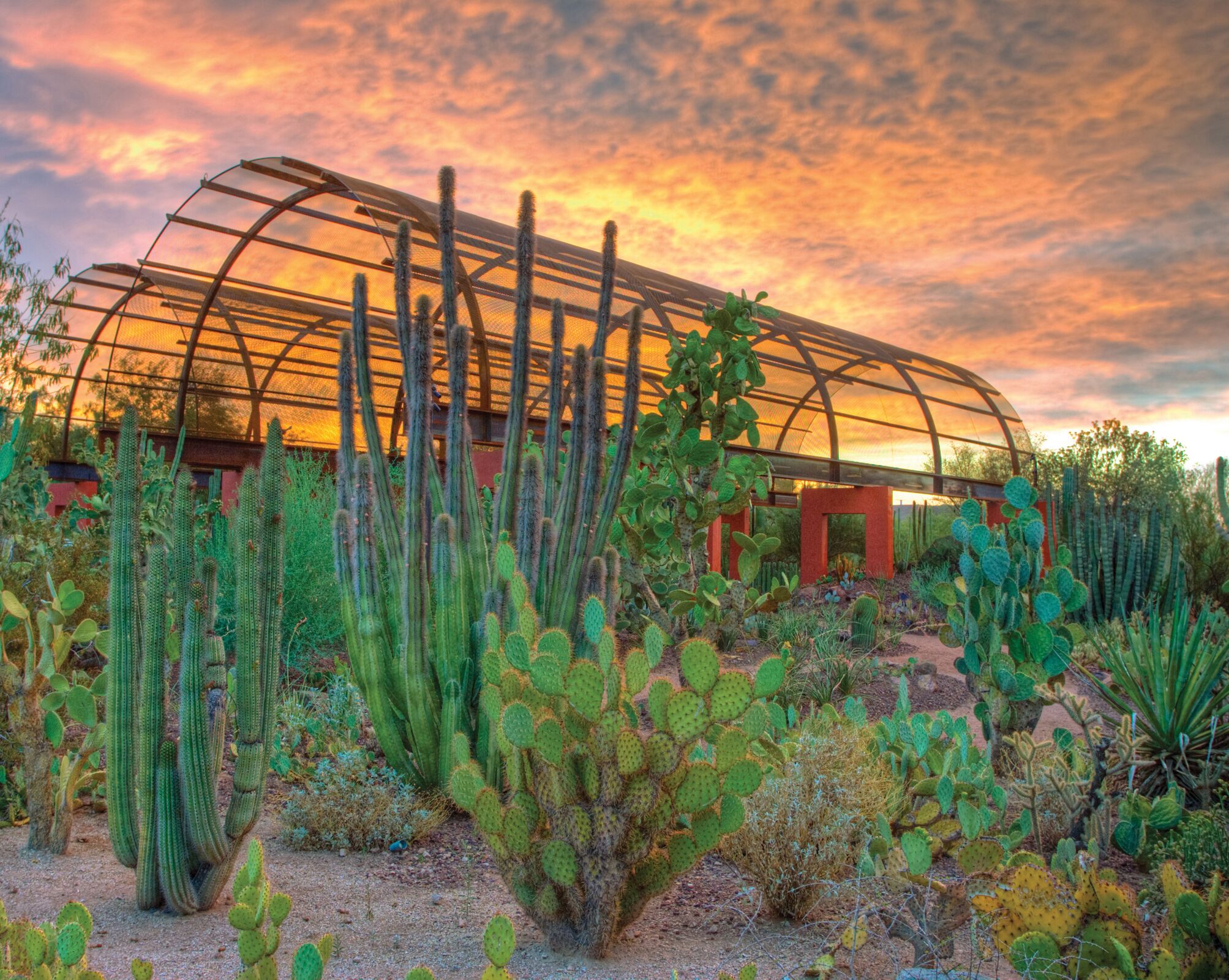 Picture of Desert Botanical Garden