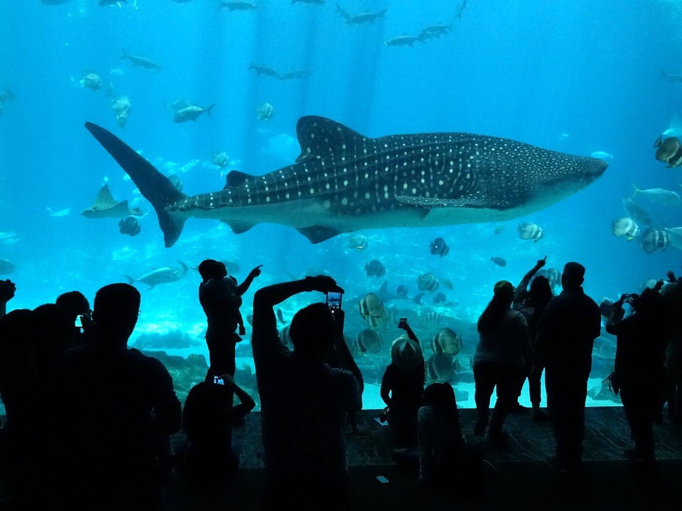 Picture of Georgia Aquarium
