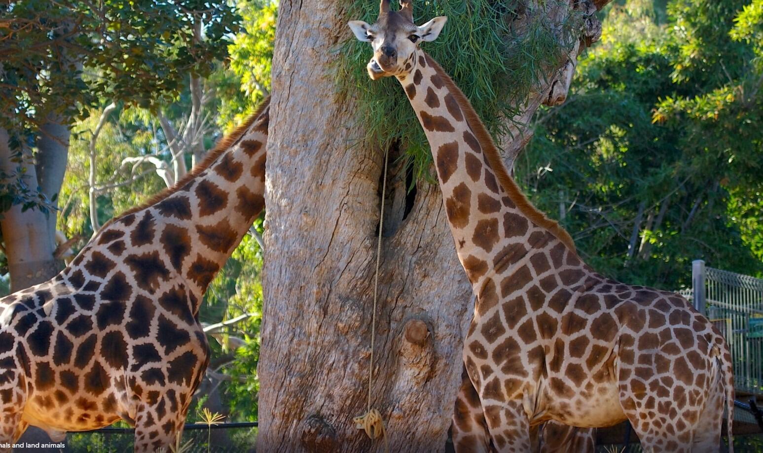 Picture of Perth Zoo & Scitech