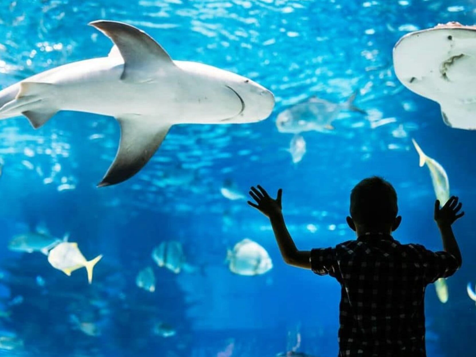 Picture of The Florida Aquarium