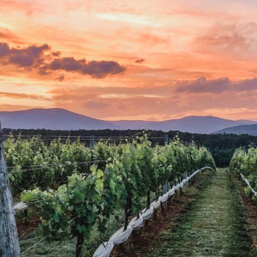 Picture of Wineries and Vineyards